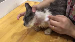 Cara merawat anak kucing baru lahir agar tidak mati. Cara Rawat Sakit Kulit Kucing Dengan Berkesan Youtube