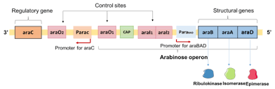 Share photos and videos, send messages and get updates. L Arabinose Operon Wikipedia