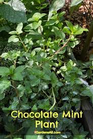 Feel free to leave the whole chocolate mint thing for. All About Growing Mint In Your Herb Garden Or Indoors Gardensall