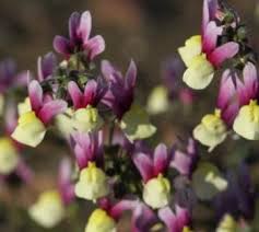 Image result for Nemesia zimbabwensis