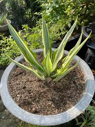 Image result for Furcraea