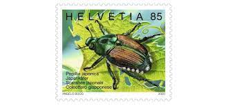 Maybe you would like to learn more about one of these? Der Japankafer Bedroht Die Schweiz Biologische Schadlingsbekampfung Vielversprechend Pflanzenschutzer