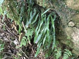 Image result for Deparia