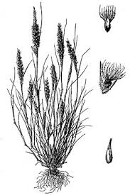 Image result for Enneapogon scoparius