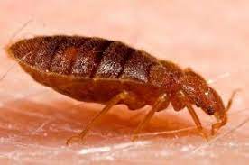 See the cost of bed bug treatment, mice and rat control prices and more. Bed Bug Control London Fast Working Bed Bug Heat Treatment Pest Exterminators