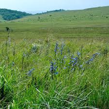 Image result for Triumfetta angolensis