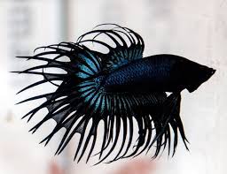 Black Orchid Crown Tail Male Betta Arizona Aquatic Gardens Betta Fish Betta Breeding Betta Fish