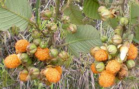 Image result for Rubus ellipticus