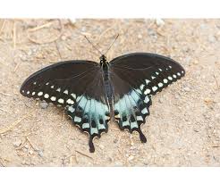 Image result for Buchnera libenii