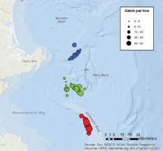 Winter Flounder Spawning Offshore In The Southern Gulf Of