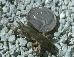 How to kill mole crickets in a vegetable garden. Pest Of The Month Mole Crickets Growing Produce