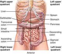 This is a pouch that arises at a weak spot in the muscular wall of the colon, at the the pancreas is located on the left, more upper abdomen then lower, just below and behind the stomach. Anatomy Lecture 12 Abdomen Flashcards Quizlet
