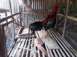 Kandang ayam bangkok sederhana kandang ayam bangkok yang bagus ukuran kandang ayam bangkok aduan gambar kandang. 87 Gambar Desain Kandang Indukan Ayam Bangkok Paling Bagus