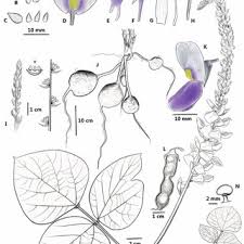 Image result for Teramnus micans