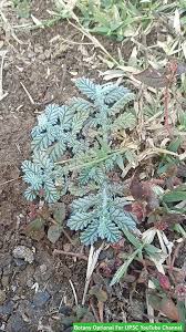 Image result for Coldenia procumbens