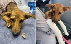 Browny points: kind-hearted couple rescue injured stray dog | FMT