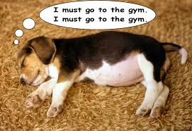 See, rate and share the best fat dog memes, gifs and funny pics. Overweight Dog 5 Tips To Help Your Dog Lose Weight Safely Mishi Pets