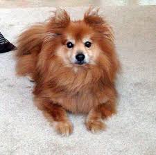 Check spelling or type a new query. 12 Unreal Pomeranian Cross Breeds You Have To See To Believe Page 2 Of 6 Pupstoday Pomeranian Mix Corgi Pomeranian Puppy
