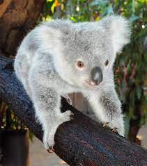 Australia Zoo Names Koala After Dwts Star See Photo Koala Bear Koala Cute Funny Animals