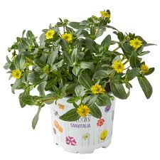 Image result for foto Vitálka