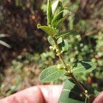 Image result for Clutia paxii