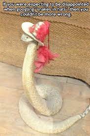 Snakes In Hats Snakes With Hats Funny Pictures Haha Funny