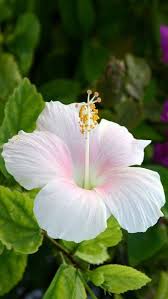 We did not find results for: Flowers Kauai Offers A Variety Of Tropical Flowers From Its Small Hawaii Flower Farm Tropical Flower Arrangeme Hibiscus Plant Hibiscus Flowers Amazing Flowers