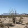 La jojoba, una especie de arbusto la fauna de arizona también es variada. Https Encrypted Tbn0 Gstatic Com Images Q Tbn And9gcq0lu98dgc23svbodgio T06ifiyjijuuetcsyqru34zlhb1jbp Usqp Cau