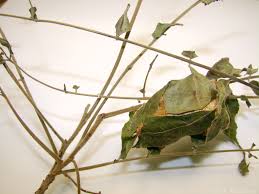 The luna moth (actias luna) is a nearctic moth in the family saturniidae, subfamily saturniinae, a group commonly known as giant silk moths. Luna Moths The Final Chapter 6legs2many