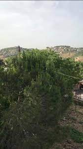 السلطانية جنوب لبنان