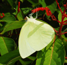 Image result for Stanfieldiella imperforata