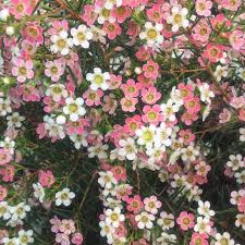 Schedule your free consultation today! Chamelaucium My Sweet 16 Waxflower Cross Common Nursery