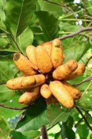 Image result for Wajira grahamiana