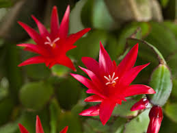 Though from the tropics, they live in a relatively cool environment and therefore i have tried this over and over unsuccessfully, though i can sometimes get them to grow in raised beds on the north side of a house if watered well. Schlumbergera Space For Life