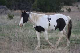 Black And White Paint Horses For Sale In Texas Pin On Horses