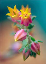 Flower shop flower arrangements luxury flowers flower aesthetic petals flower power pastel aesthetic flower background wallpaper iphone wallpaper vintage photography wallpaper flower. 38 Amazing Flower Photos And Photographers That You Must See All Things Flowers Blog By Sydney Florists Flowers Across Sydney