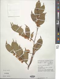 Image result for Leptaulus