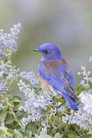Birds Of The Air And Lilies Of The Field A Female Bluebird Of Happiness That Are Always Flitting About The Wooden Fence Posts They Love Open Areas And Must H Beautiful Birds Pet Birds Pretty Birds