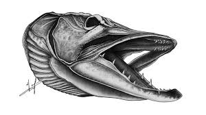 Musky Skull Drawing Small Skull Art Skull Drawing Fish Drawings