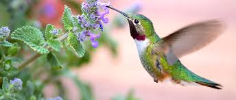 Image result for birds images