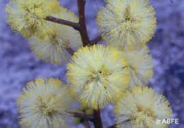 Sunshine Wattle