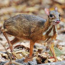 Mouse deer live in asia. Deer Mouse Lost To Science For 30 Years Has Been Spotted