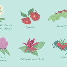 Many perennials prefer full sun conditions, growing weak and leggy in the shade. 29 Best Shrubs For Shade Gardens