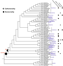 We got another big batch of new bird taxonomy proposals submitted to the american ornithological society's north and middle america classification committee for 2020. Convergent Evolution Of Bird Mammal Shared Characteristics For Adapting To Nocturnality Biorxiv