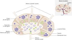 Lymph Flow An Overview Sciencedirect Topics