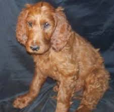 Our irish doodle puppies have stunning dark red and strawberry blonde coats. Our Irish Doodles And Irish Doodle Puppies For Sale