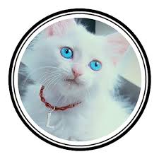 Studium in berlin, im anschluss angestellt in der kleintierklinik der fu berlin, war anschließend . Exo Pets Exopetsupdate Twitter