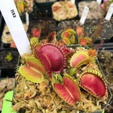 There are other cultivars that reach larger dimensions. Venus Fly Trap For Sale Venusflytrap Com Carnivorous Plant Boutique