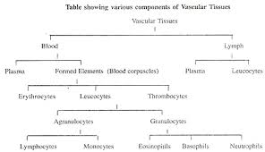 Valid Bone Tissue Structure And Function Flow Chart 1 The