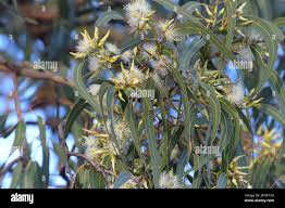 Image result for Eucalyptus tereticornis